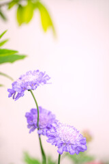 Obraz premium 우아한 보라색 꽃과 카피 공간