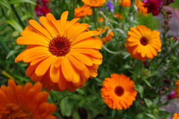 Ringelblumen