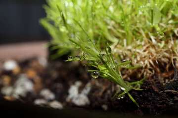 Drops of water on Sagina.