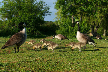 Group of Canada goose with their little chicks. Water birds in nature.
