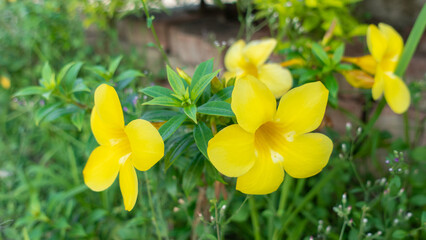 Allamanda cathartica flower in garden on day time