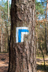 Niebieski szlak turystyczny w lesie