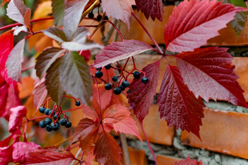 red maple leaves
