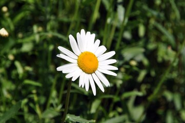 Obraz premium Margeriten