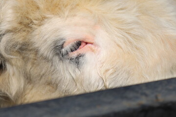 close up portrait of a dog