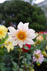 Beautiful flower with white narrow petals and a yellow center in the garden