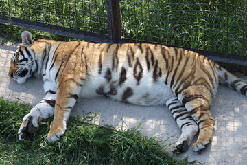 tiger in the grass
