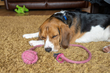 Beagle, Hound, dog, pet, small dog, puppy, isolated, tricolour, profile, muscular, companion,...