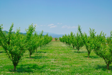 初夏の果樹園（山形県）