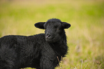 Fototapeta premium A newborn sheep in landscape park Herzberge, Berlin - Germany