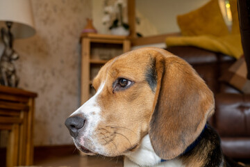 Beagle, Hound, dog, pet, small dog, puppy, isolated, tricolour, profile, muscular, companion, brown, black, white, head, head shot, animal, house, home, bark, carpet, lying, asleep, alone, beautiful, 