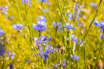 Blue cornflowers on a summer meadow