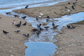 flock of seagulls