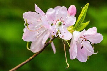 Flowering Rhododendron vaseyi often referred to as 'Pinkshell Azalea'.