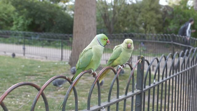 A squirrel running on a fence with parrots.