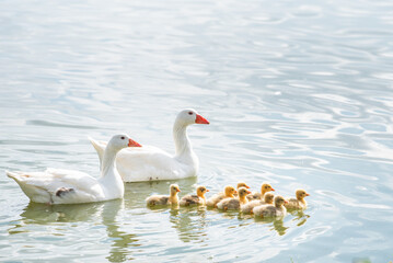two ducks with their ducklings swimming in the water on a sunny day