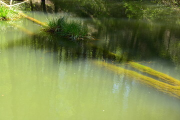 Czerwony Staw, Rezerwat Przyrody, Obszar Natura 2000, Gmina Klucze,