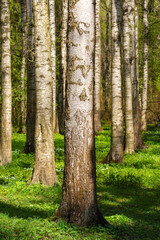 Trunks of birches in a dense birch grove in spring. Forest landscape