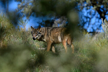 Iberian wolf // Iberischer Wolf // Lobo ibérico (Canis lupus signatus) © bennytrapp
