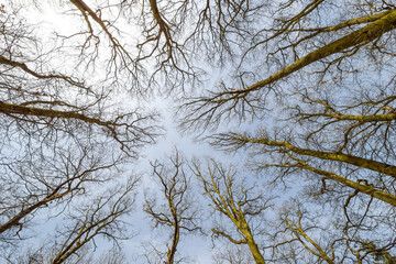 Arrangement von Bäumen im Himmel einander zugewandt