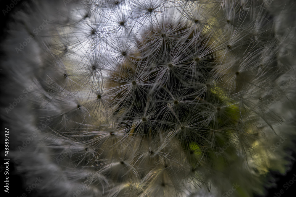 Poster Makroaufnahme in einer Pusteblume -  leuchtende Löwenzahn Samen im Detail