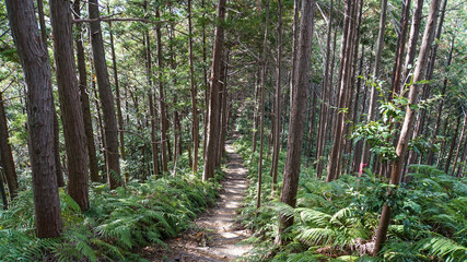 紀伊山地の山林の中のハイキングコース