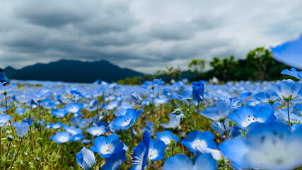 花, 風景, 空, 自然, 野原, 牧草地, サマータイム, 緑, 花, 青, 草, とぶ, 山,...