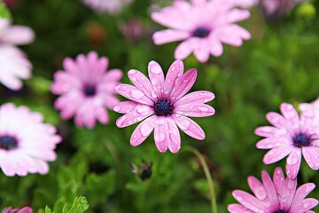 Obraz premium 한국공원의꽃입니다