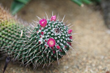 식물원의선인장입니다