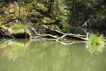 Czerwony Staw, Rezerwat Przyrody, Obszar Natura 2000, Gmina Klucze,