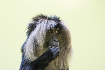 nachdenklicher Affe mit Hand vor dem Mund
