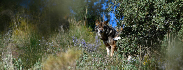 Iberian wolf // Iberischer Wolf // Lobo ibérico (Canis lupus signatus) © bennytrapp