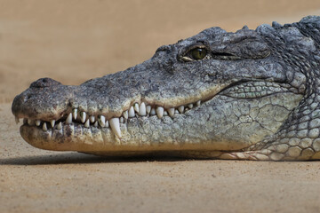 Fototapeta premium Krokodil Kopf von der Seite mit Zähnen