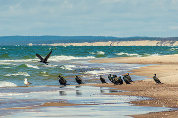 Beautiful group of black cormorants on the shore of a Baltic beach with rough sea on background 