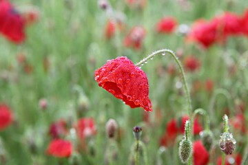 한국공원의양귀비입니다