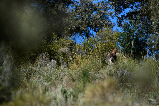 Iberian wolf // Iberischer Wolf // Lobo ib&eacute;rico (Canis lupus signatus)