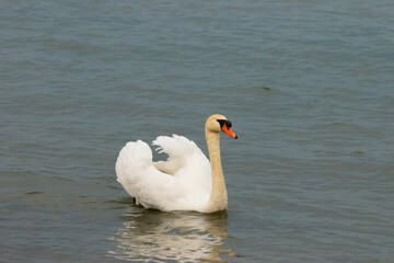 Swan in the lake of Constance in Switzerland 28.4.2021