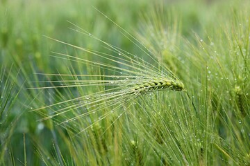 한국의곡류인보리입니다