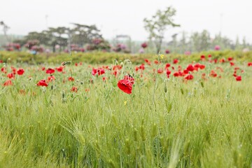 한국의곡류인보리입니다