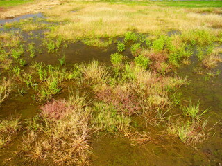 大雨の翌朝の晩春の野原風景