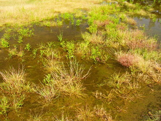 大雨の翌朝の晩春の野原風景