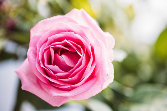 Beautiful pink rose stock photo