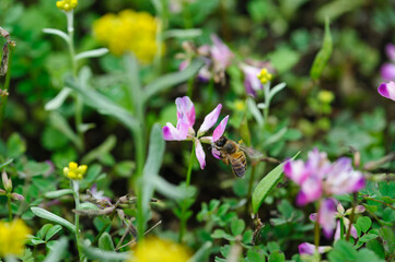 Bee collecting the pollen of  astragalus sinicus flowers