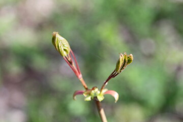 Young green leaves break out on the European tree branch close up on blurred background at Sunny spring day