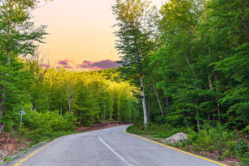 A winding asphalt road in a green forest