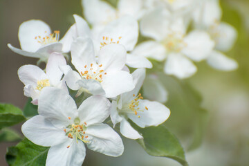 Natural surface of leaves and flowers. Blooming apple tree in the garden.