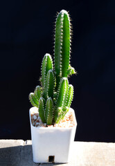 Green cactus plant in white pot on dark backgroupnd