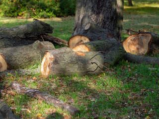 cut tree stumps on green grass in the park