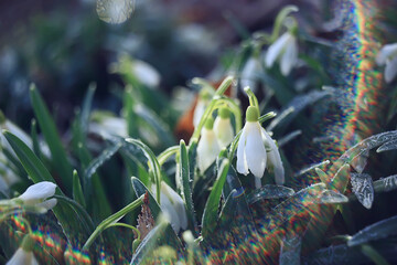 spring wildflowers sun rays bokeh snowdrops, warm golden spring background sunrise in march