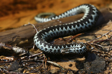blue european viper, striped venomous dangerous snake nature wild